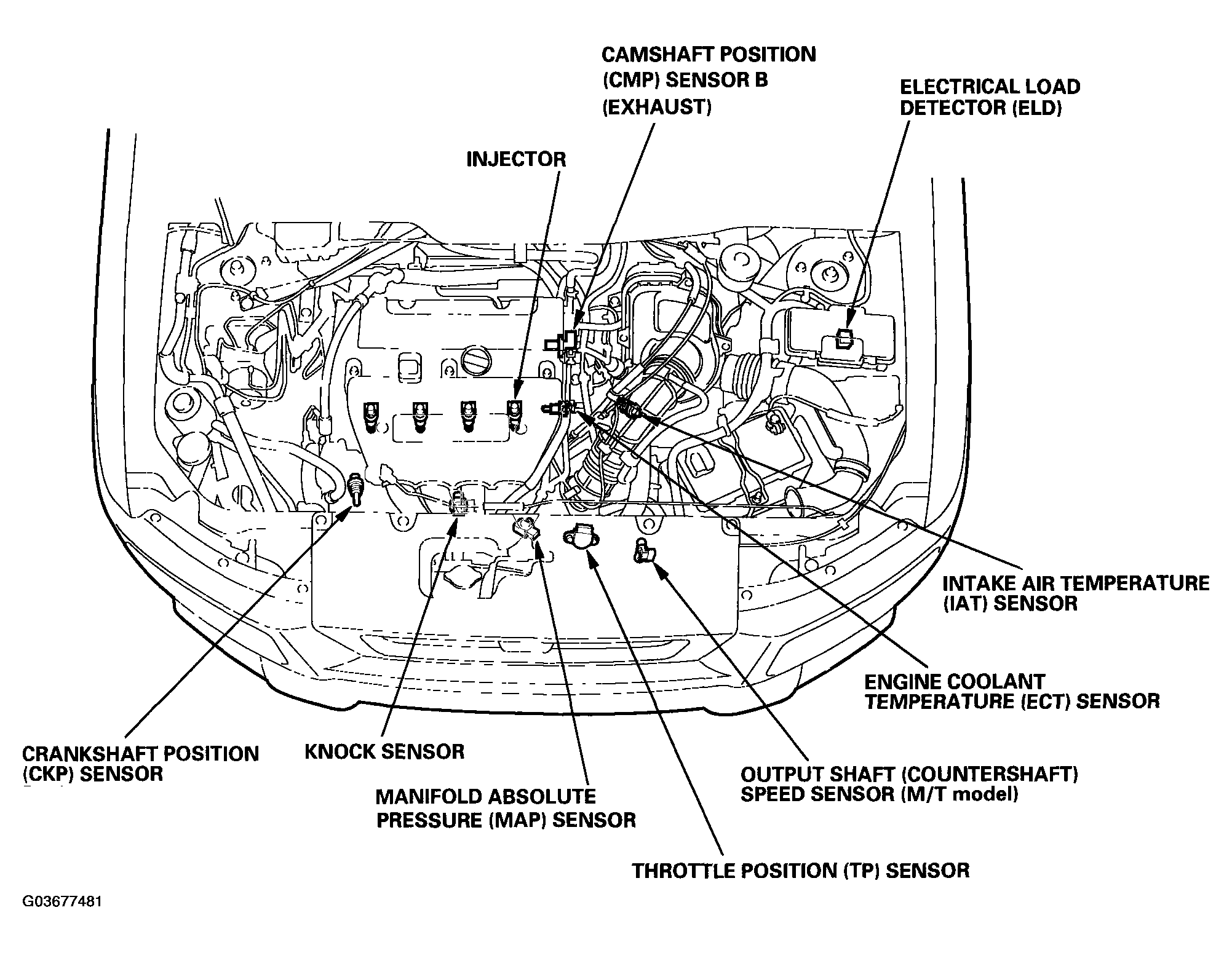 G03677481